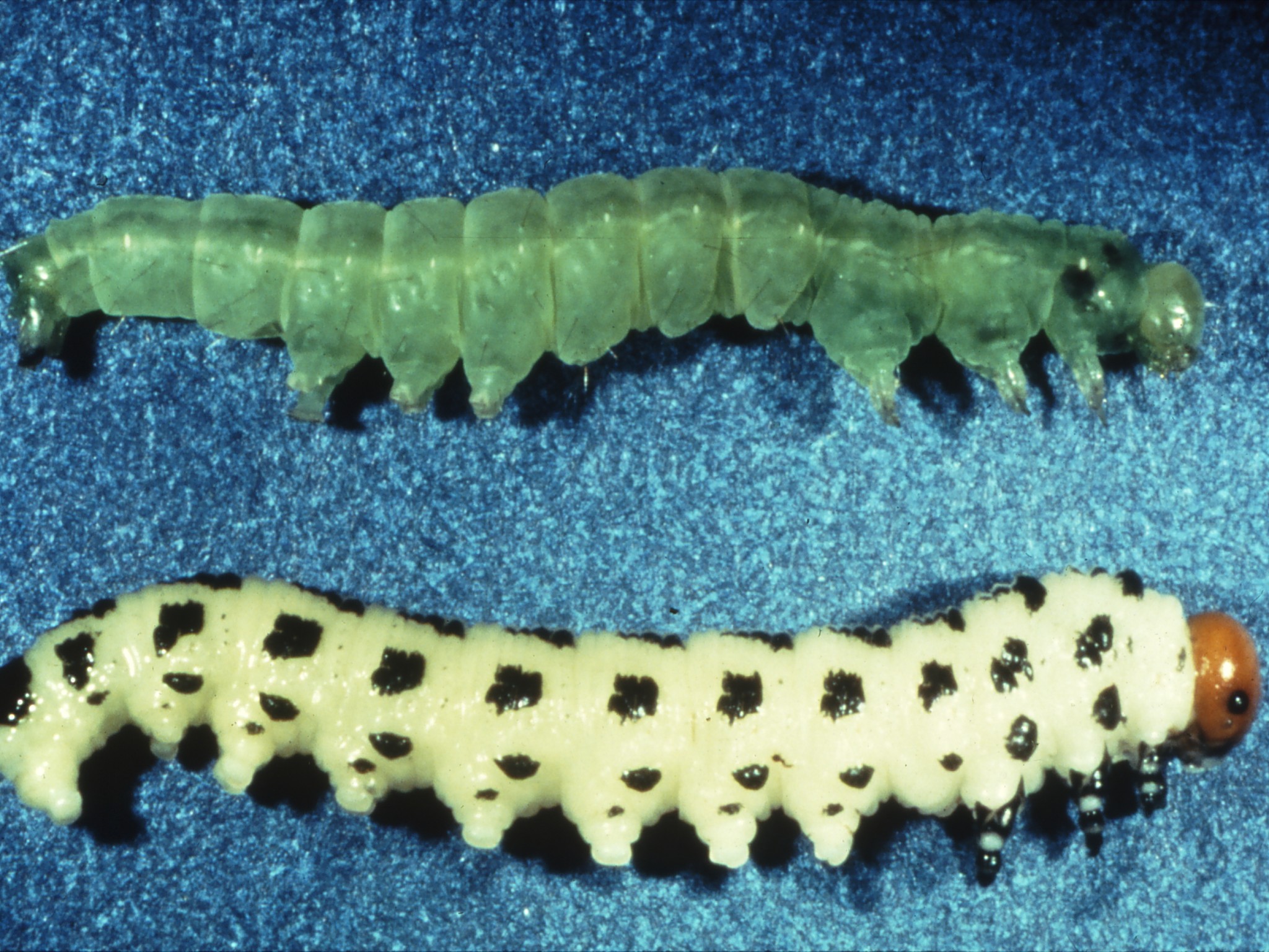 Larva And Caterpillar Difference - HD Wallpaper 