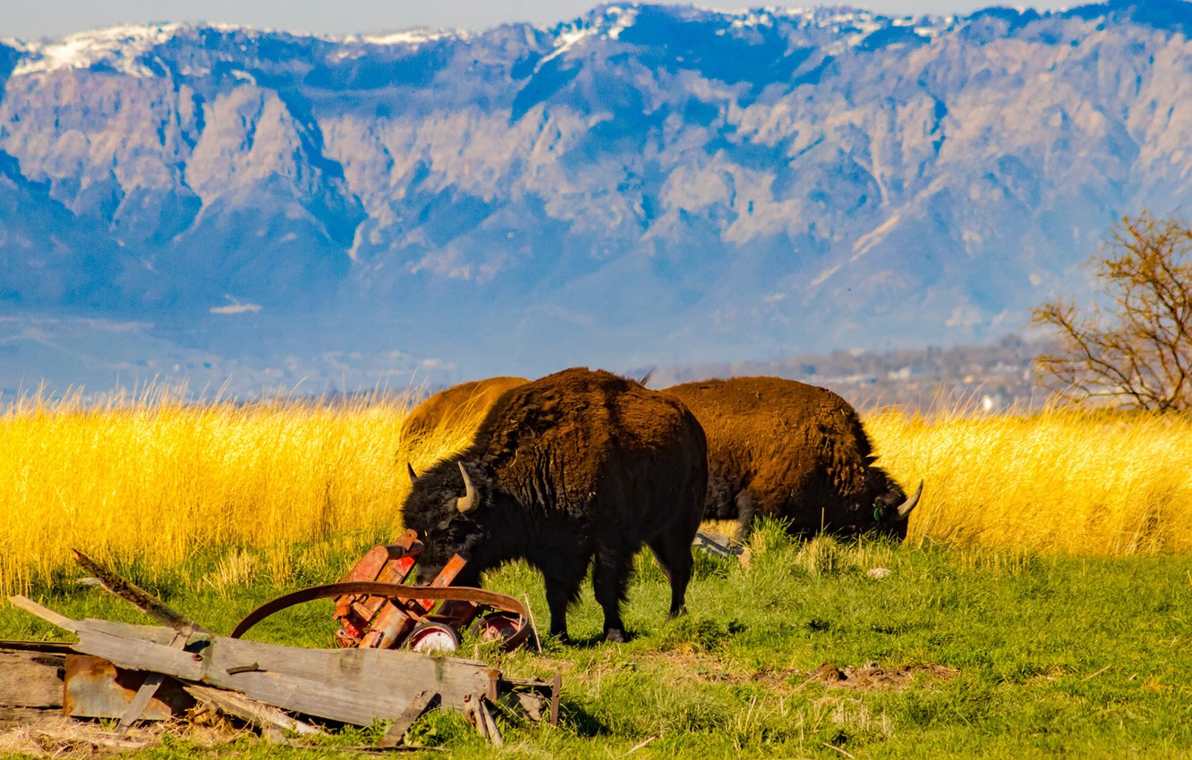 Photo Wallpaper Horns, Field, Animals, Landscape, Nature, - Grazing - HD Wallpaper 