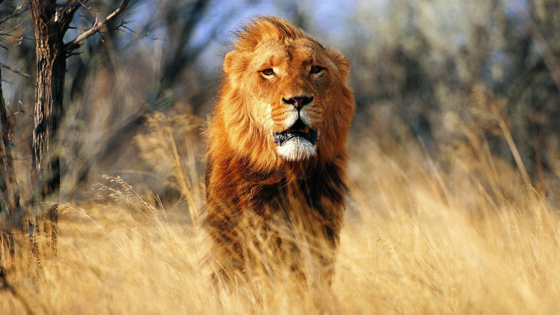 Wallpaper Lion, Wind, Prairie - 1080p Angry Lion Images Hd - HD Wallpaper 