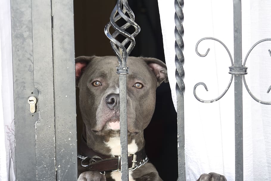 Dog, Animal, Fierce, Pet, Pitbull, Staring, Window, - Companion Dog - HD Wallpaper 