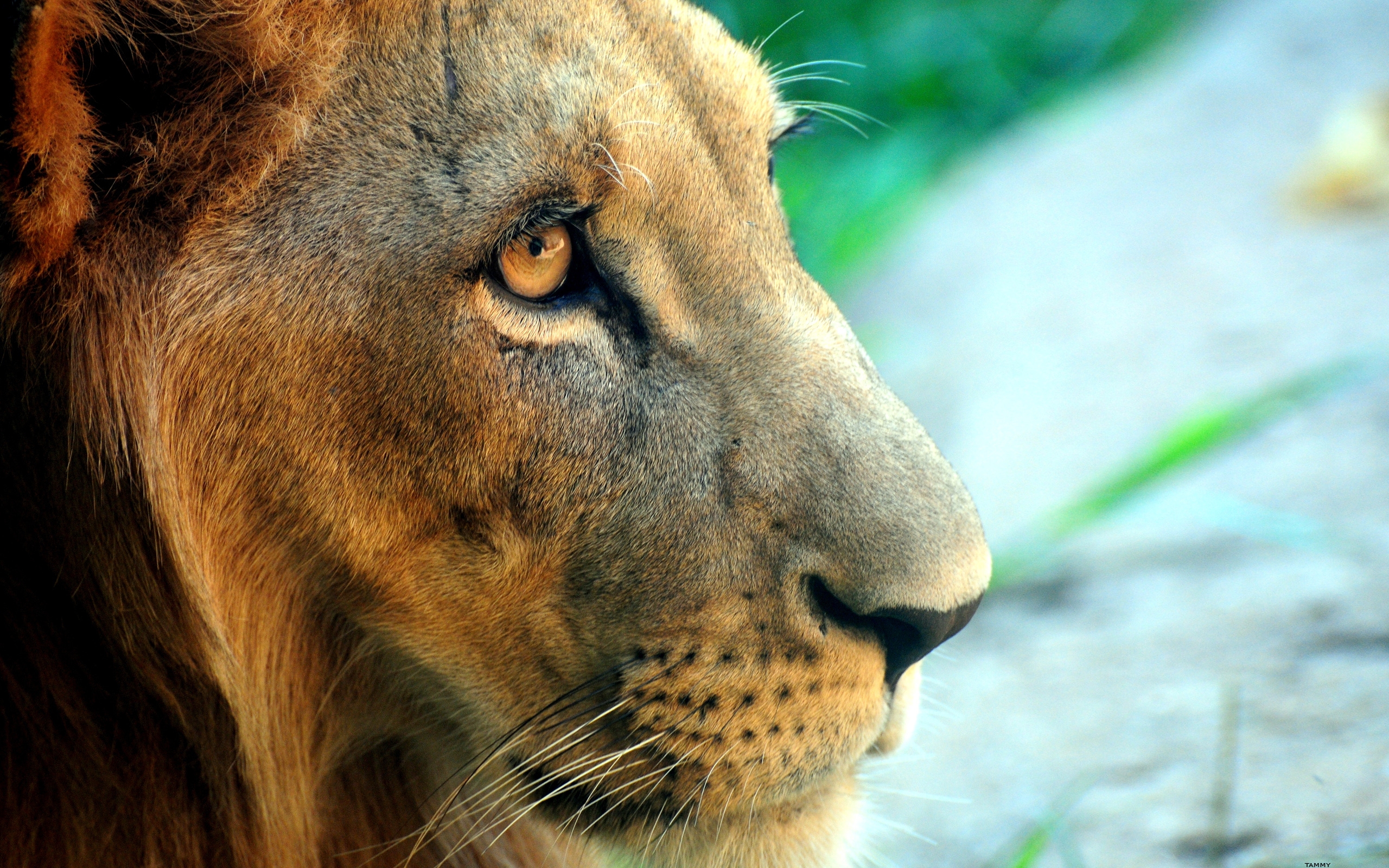 Lion Side Images Hd - HD Wallpaper 
