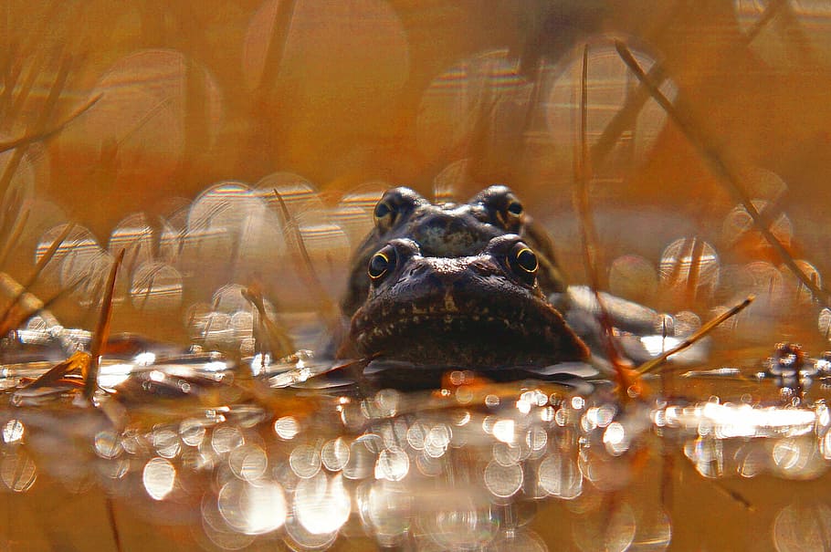 Rana, Pond, Eyes, Nature, Lake, Animals, Drops, Reflections, - Anaxyrus - HD Wallpaper 