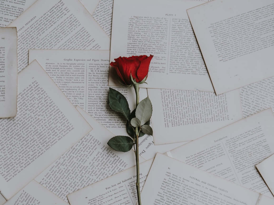 Wallpaper Rose, Books, Texts - Rose With Book Pages - HD Wallpaper 