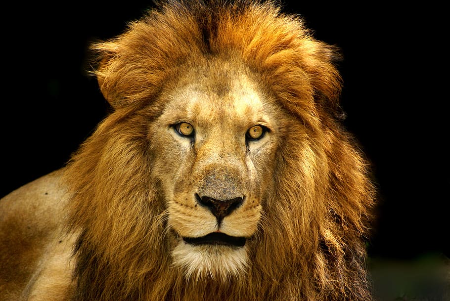 Photo Of Brown Lion, Fierce, Mane, Animal Themes, Mammal, - Imagens De Leão Feroz - HD Wallpaper 