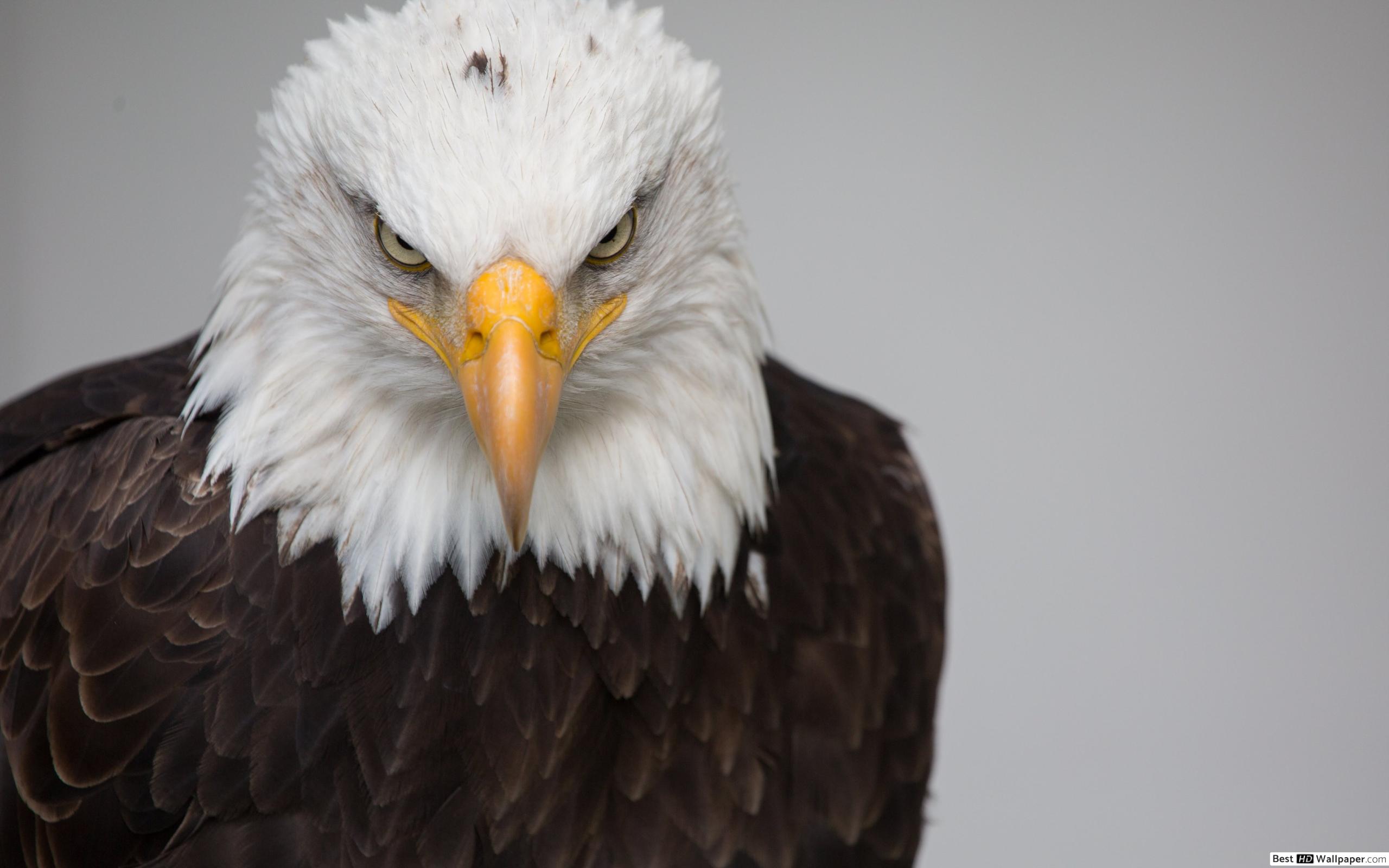 Strong Eagles Eye Quotes - HD Wallpaper 