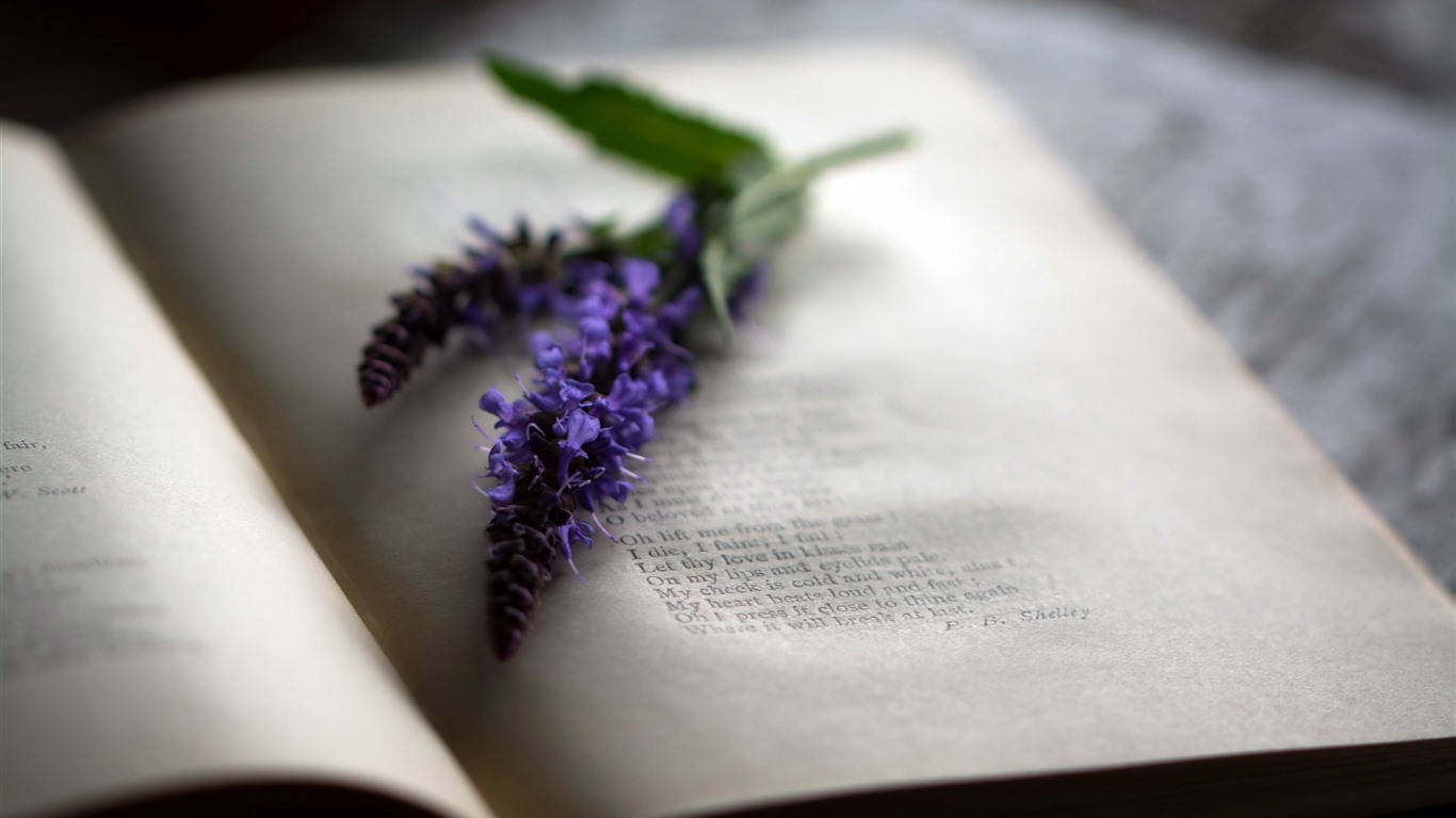 Fond D Écran Livre Fleur - HD Wallpaper 