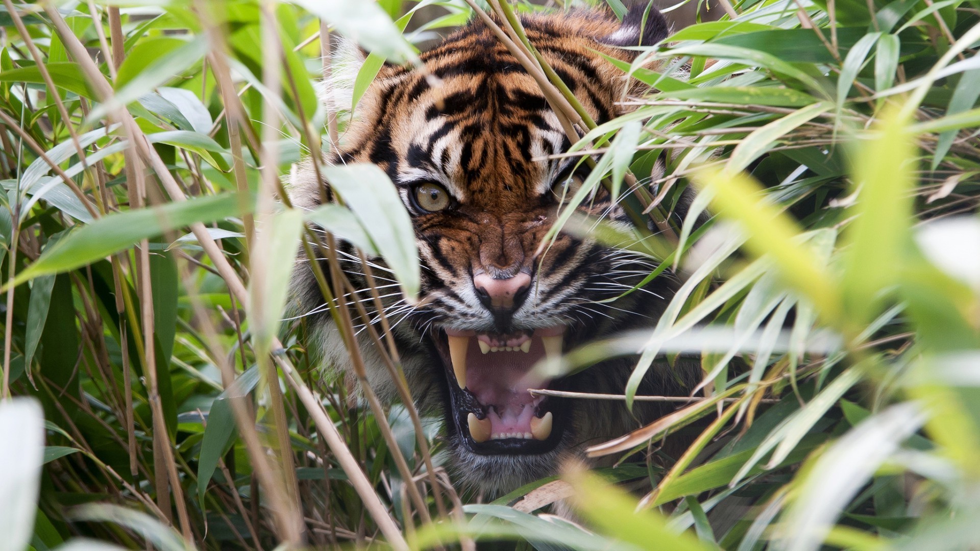 Tigers Wildlife Jungle Tiger Nature Danger Wild Stripe - Tiger Hiding In The Jungle - HD Wallpaper 