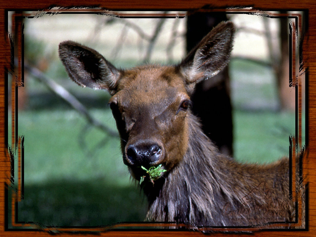 White-tailed Deer - HD Wallpaper 