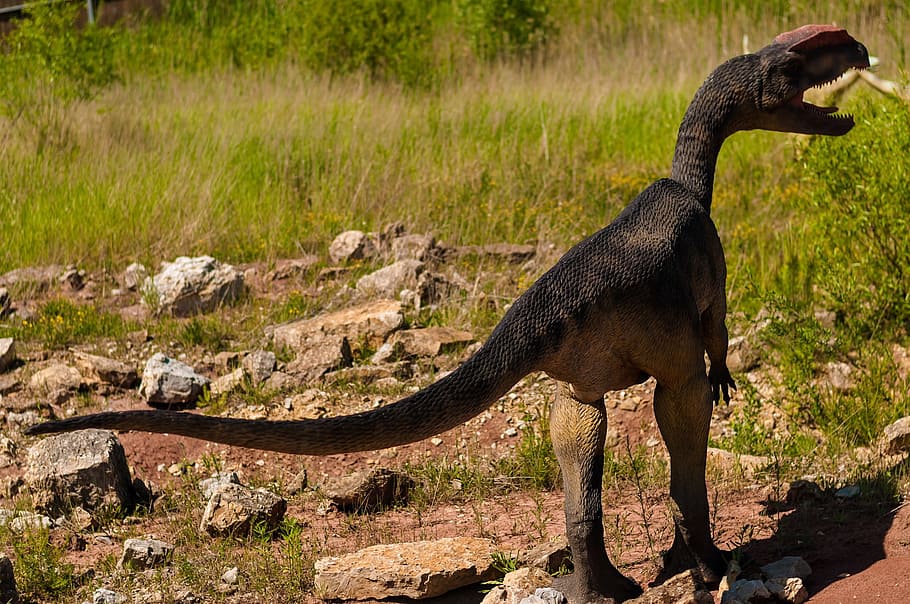 Park, Fight, Dinosaur, Fierce, Animal, Wild, Nature, - Discovery Of New Sauropod Species Dinosaur In Argent - HD Wallpaper 