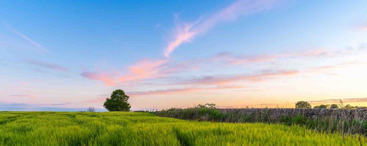 Calm And Beautiful Field - Wallpaper - 1200x480 Wallpaper Calm And Beautiful Field - Wallpaper - 1200x480 Wallpaper