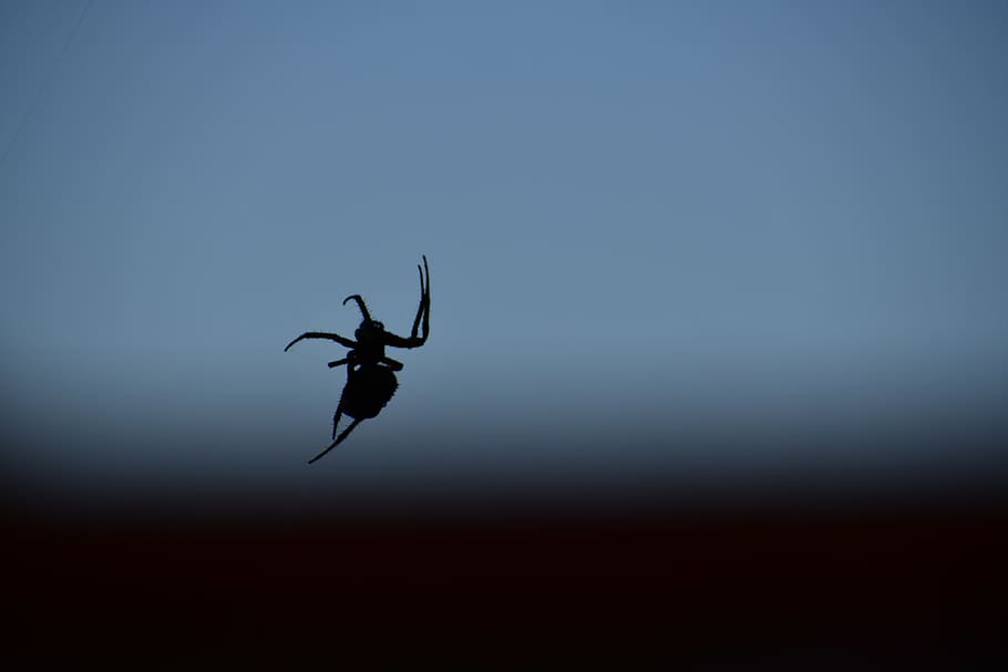 United States, Mount Pleasant, Northeast Texas Community - Macro Photography - HD Wallpaper 