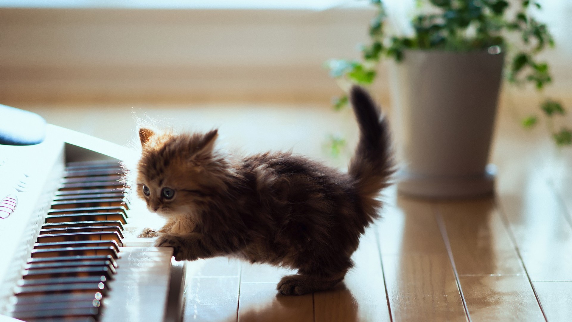 Cute Kitten Playing Piano - HD Wallpaper 
