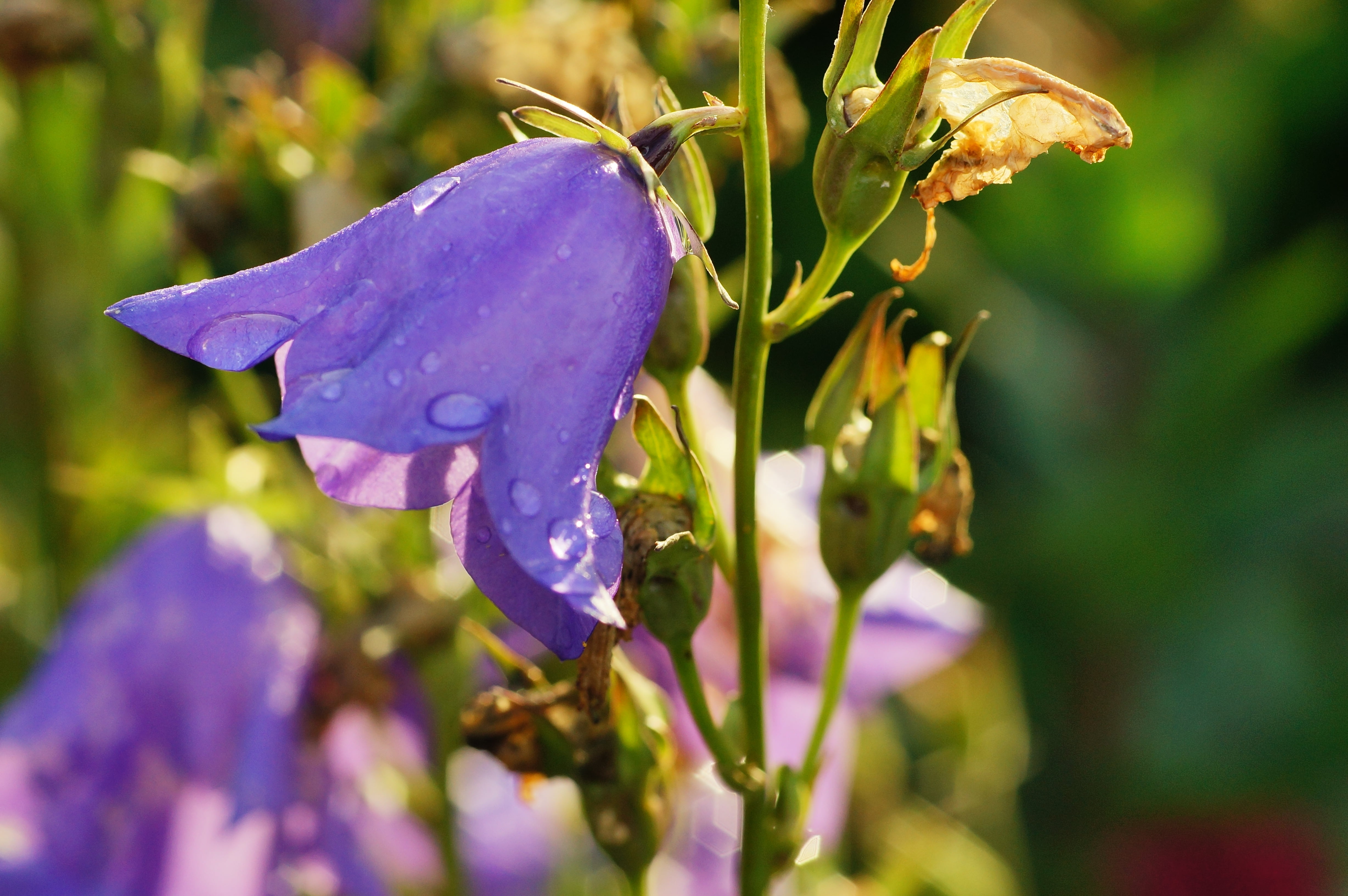 Harebell - HD Wallpaper 