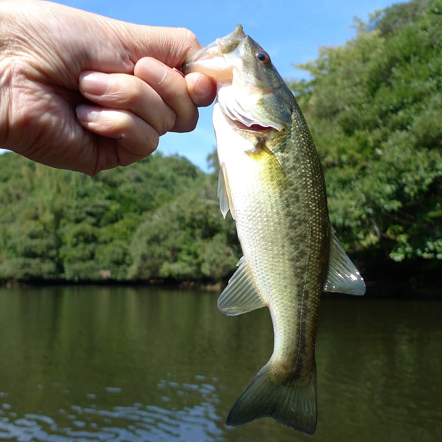 Person Holding Grey Fish, Fishing, Black Bass, Phishing, - Hold A Bass Fish - HD Wallpaper 