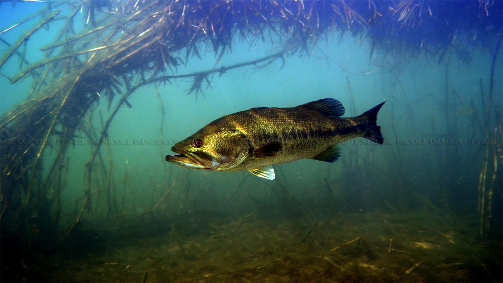Largemouth Bass Wallpaper Hd - Largemouth Bass In Natural Habitat - HD Wallpaper 