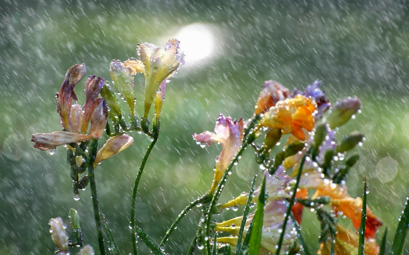 Bloemen Regen Wallpaper - Wonderful Rain - HD Wallpaper 