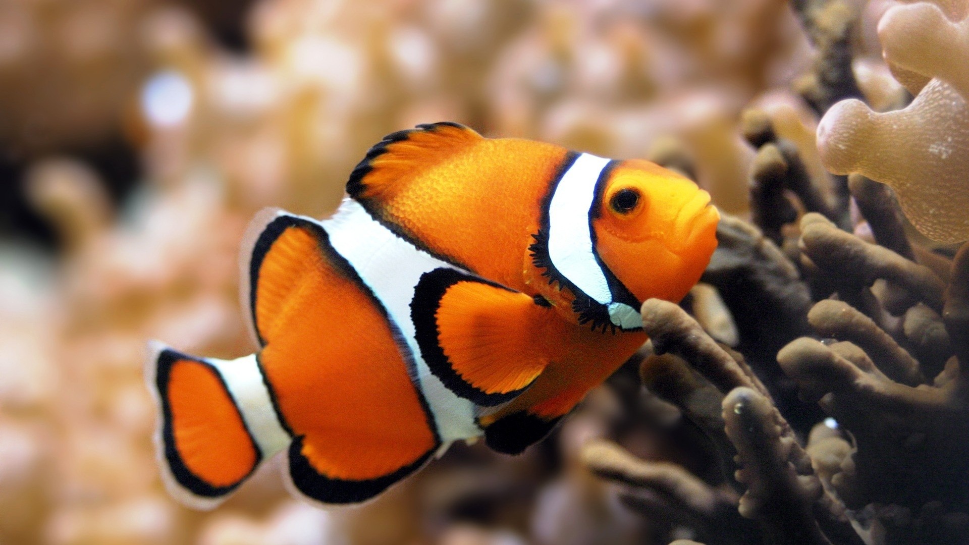Preview Wallpaper Fish, Underwater, Color, Swim, Sea, - Clown Fish High Resolution - HD Wallpaper 