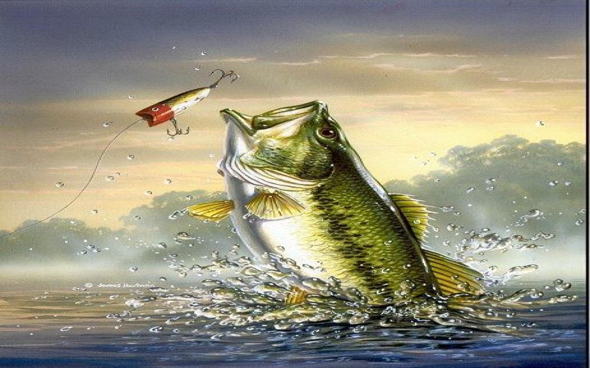 Bass Fish Wallpaper Hd - HD Wallpaper 