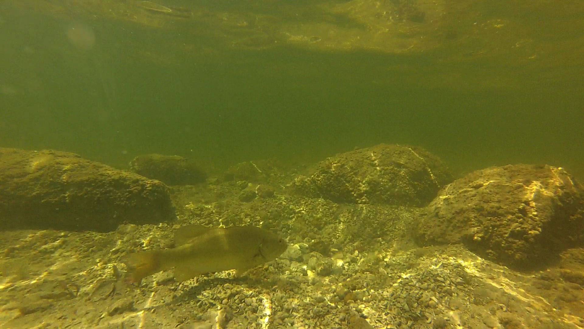 Smallmouth Bass Beds - HD Wallpaper 