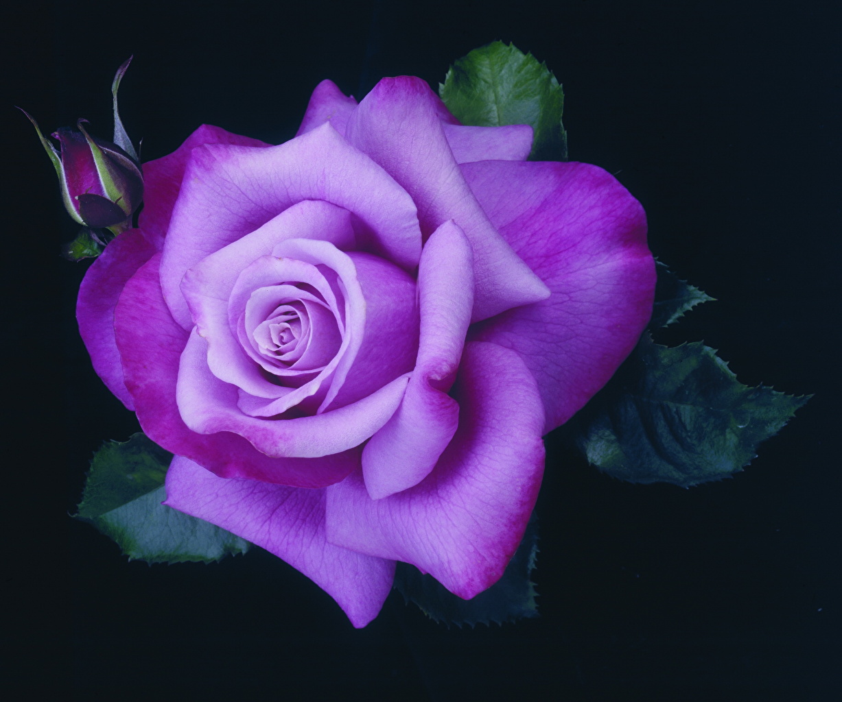 Beautiful Purple Rose Flowers - HD Wallpaper 