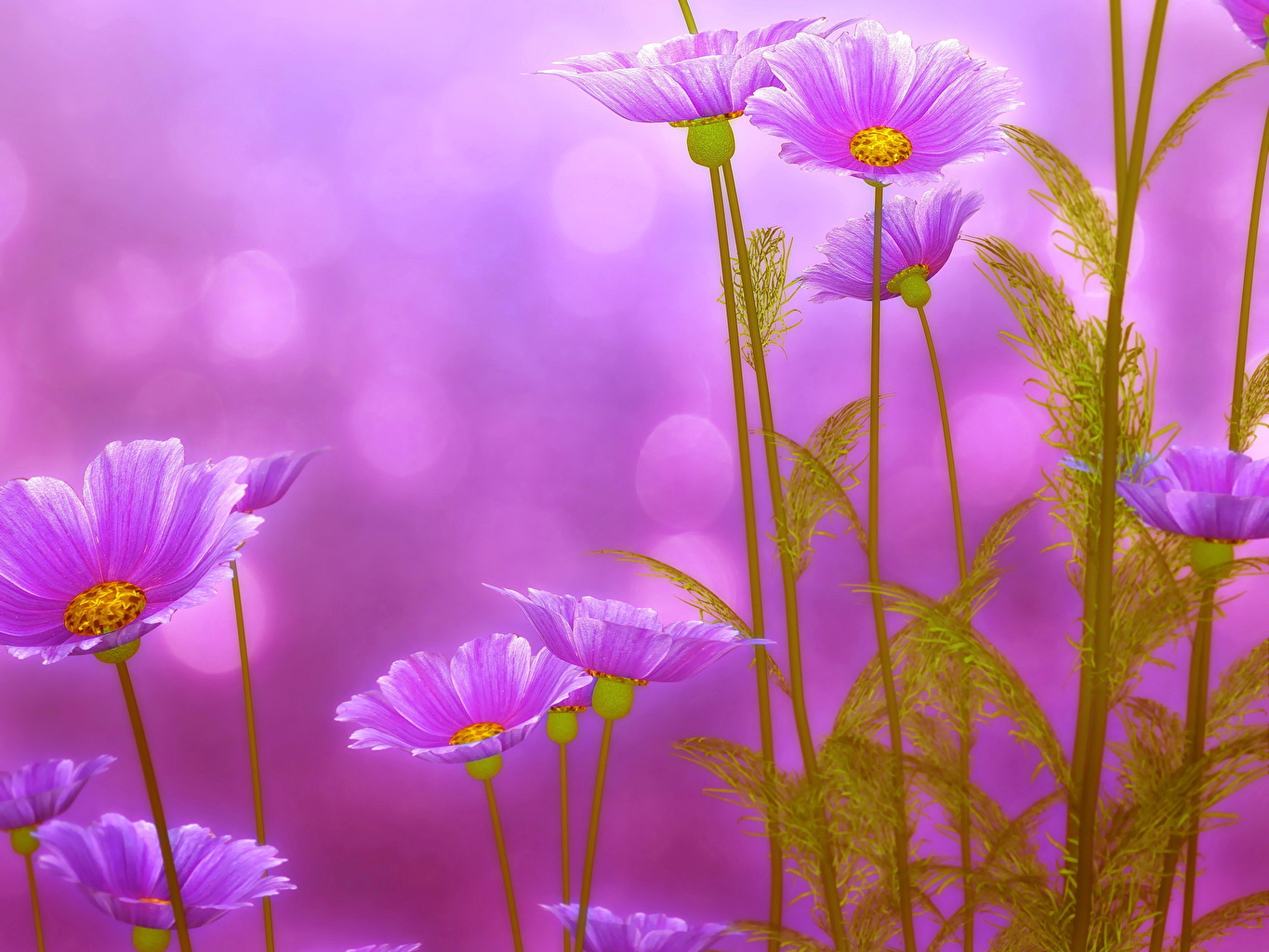 Imagen Del Color Violeta Flores - HD Wallpaper 