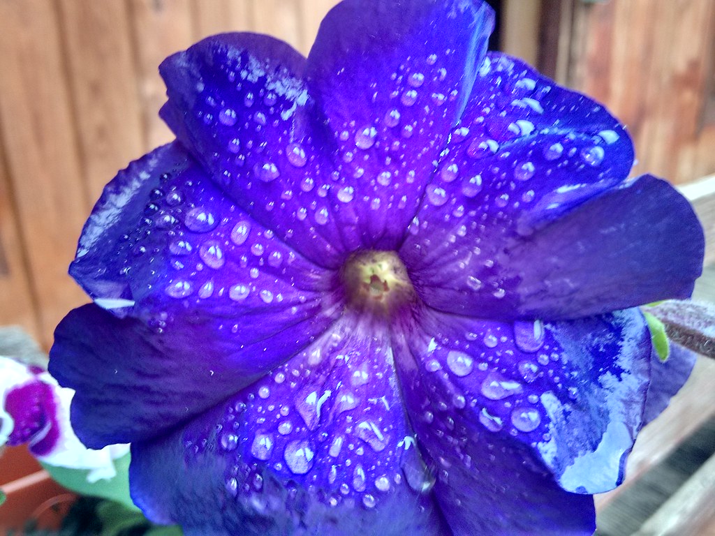 Primula - 1024x768 Wallpaper - teahub.io