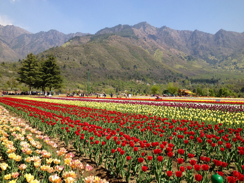 Tulip Garden In Srinagar - Sprenger's Tulip - HD Wallpaper 