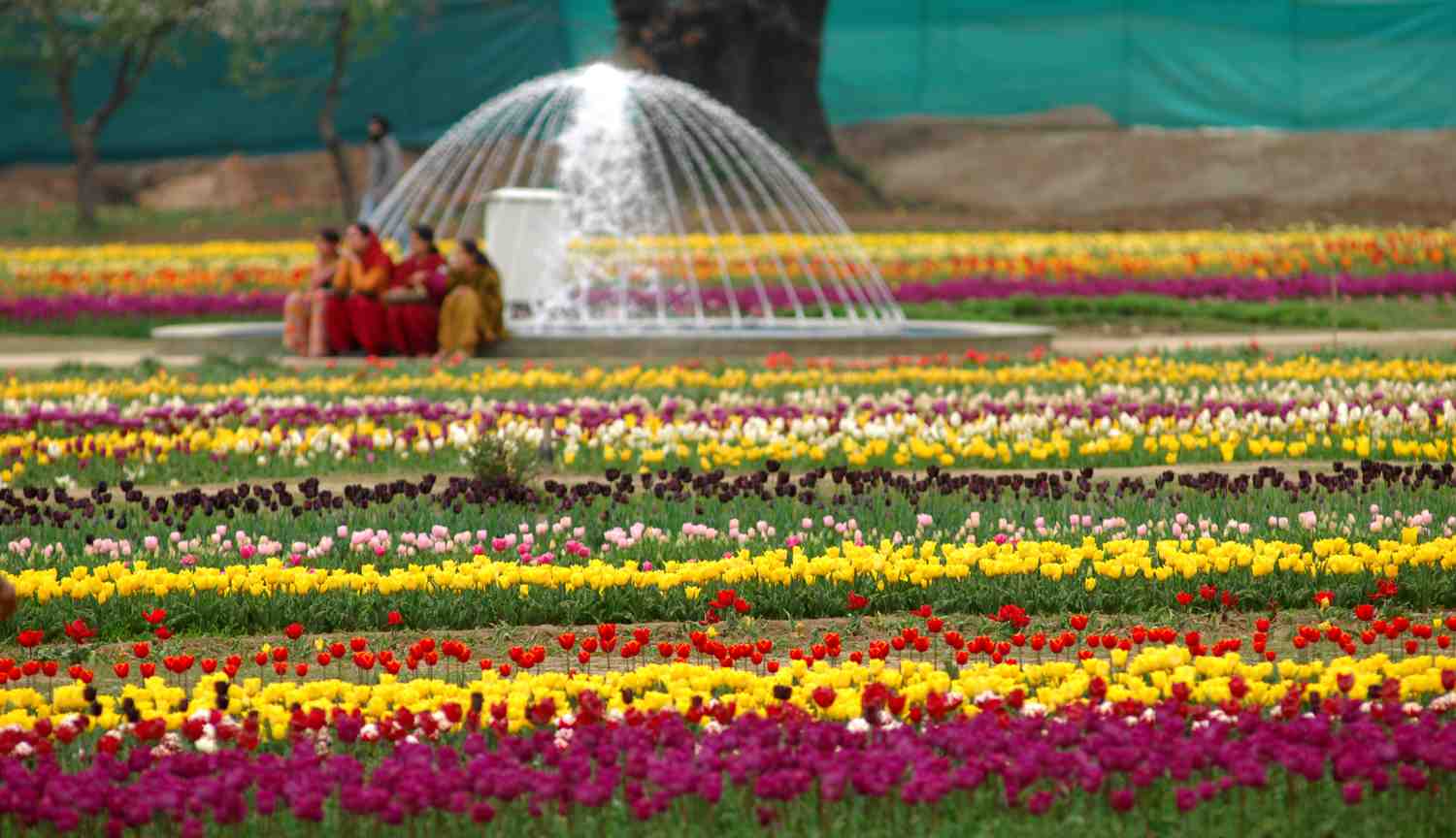 Tulip Garden In Kashmir - HD Wallpaper 