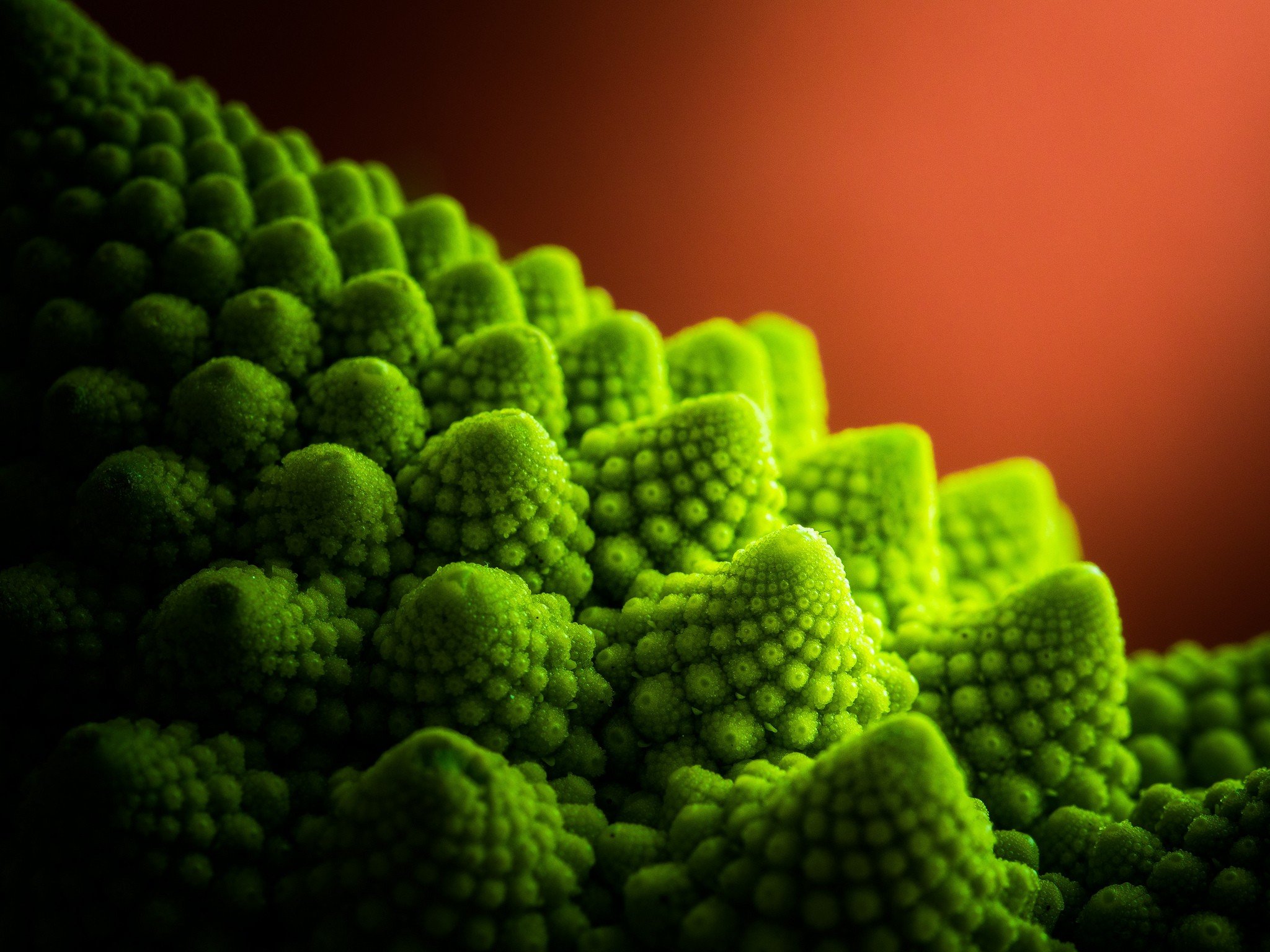 Romanesco Broccoli - HD Wallpaper 