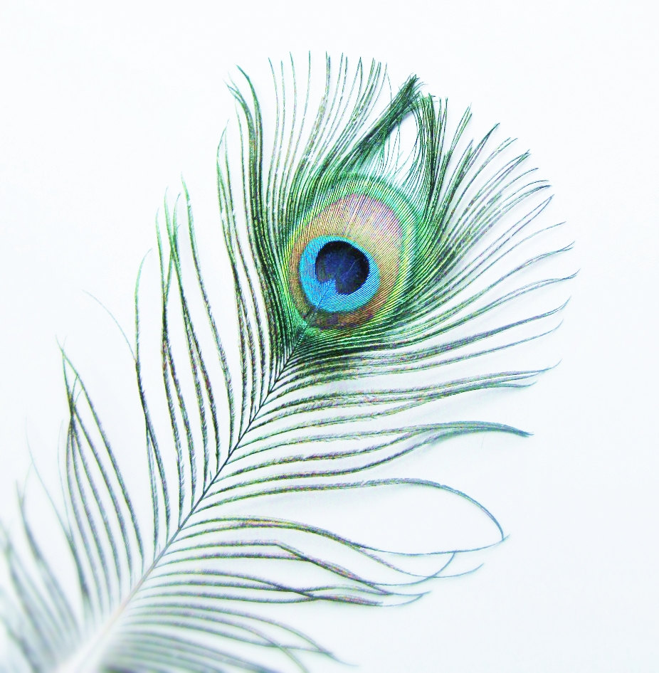 Peacock Feather Photo Photography Signed By 132photography - Blue Peacock Feather Png - HD Wallpaper 