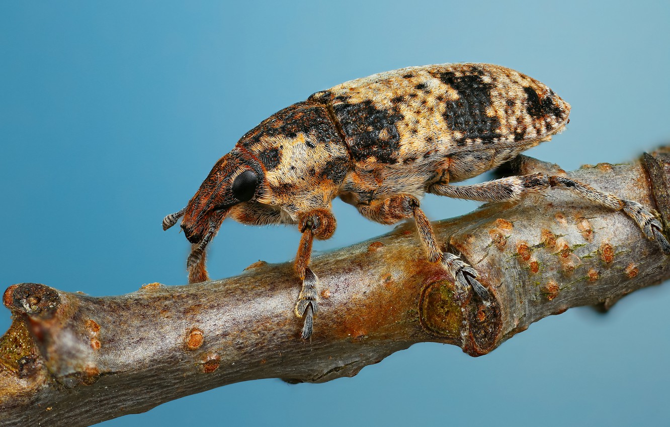 Photo Wallpaper Macro, Background, Blue, Beetle, Branch, - Macro Photography - HD Wallpaper 