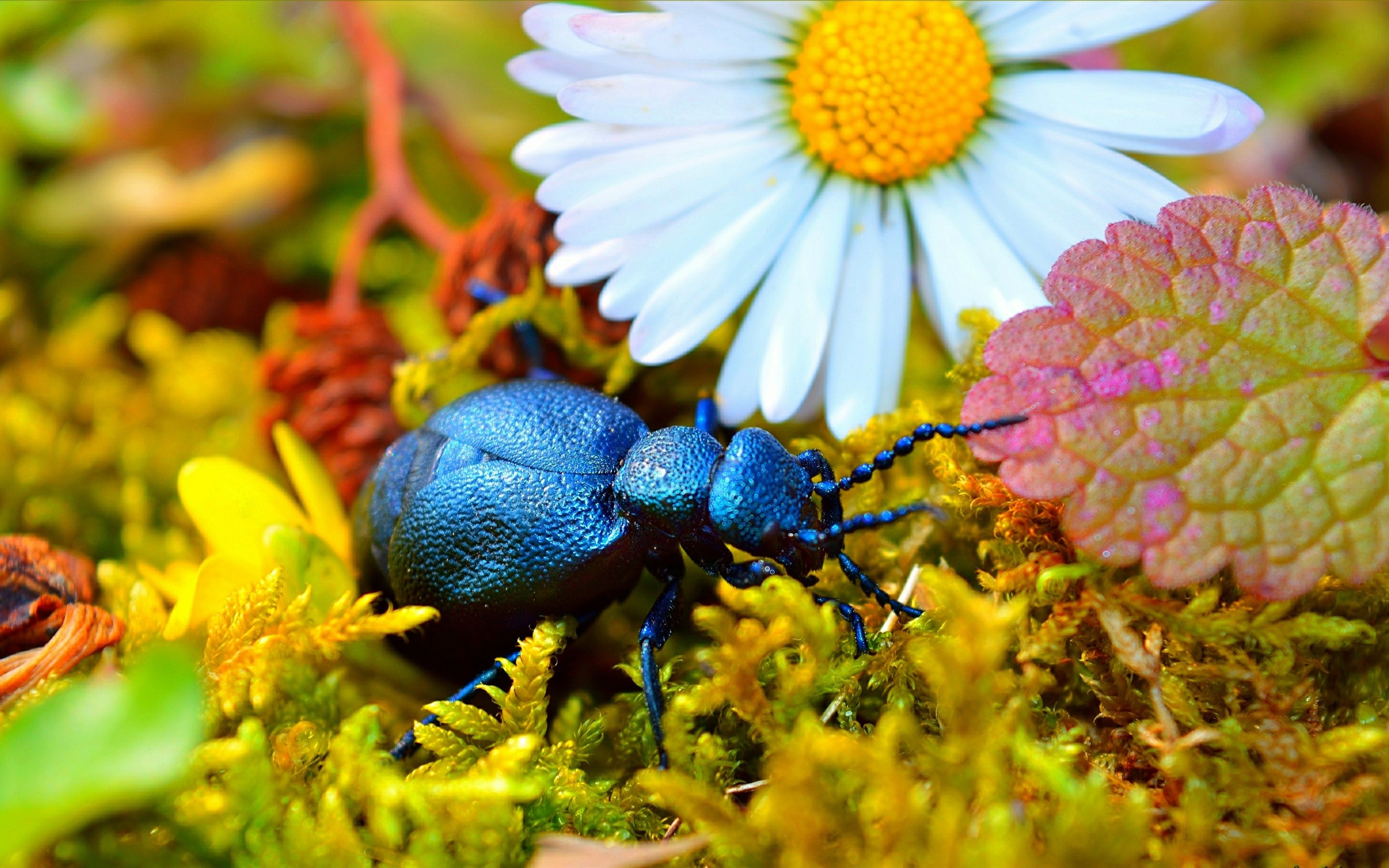 Wallpaper Blue Beetle, Daisy - Wallpaper - HD Wallpaper 