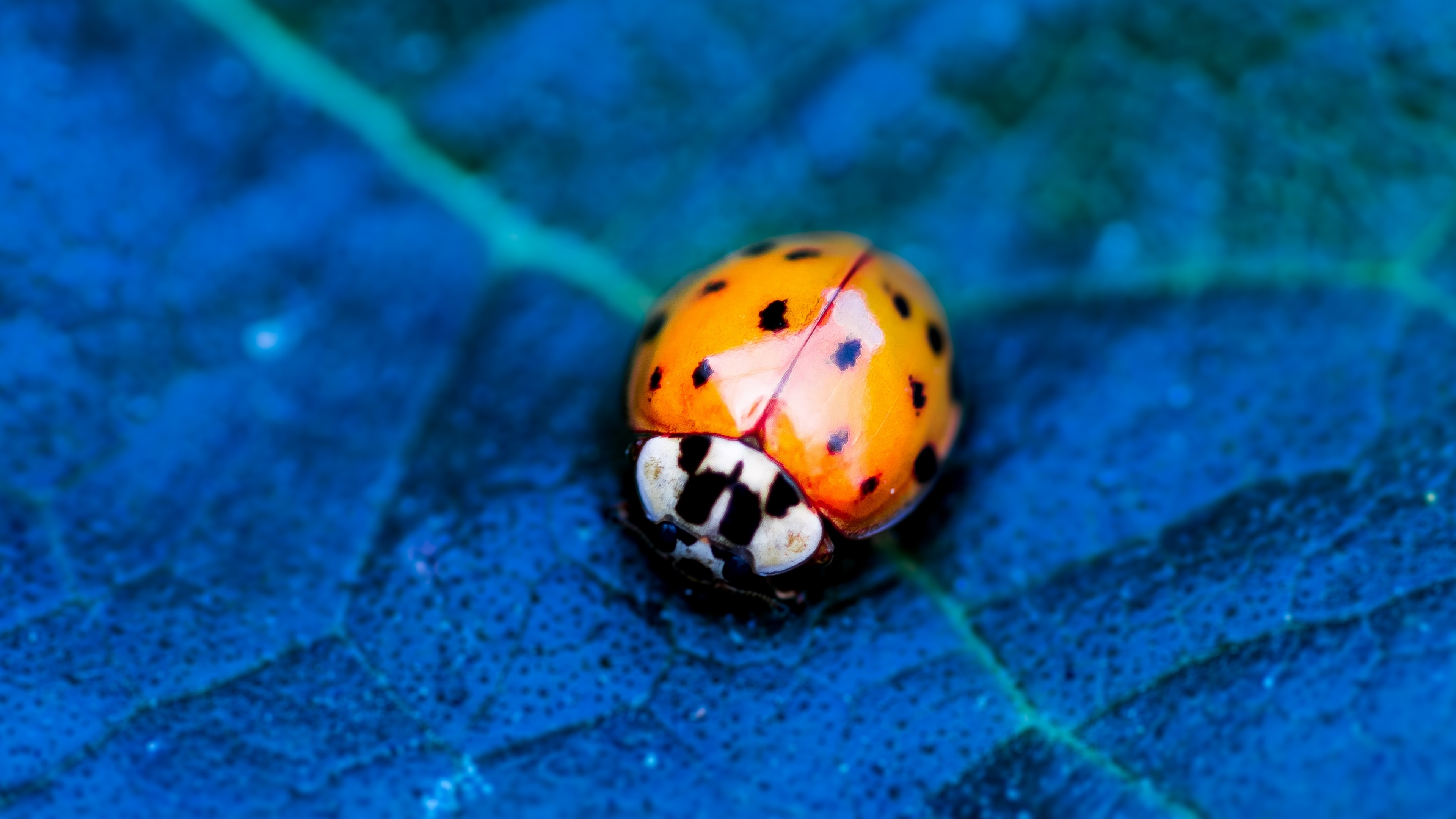 Ladybird - HD Wallpaper 