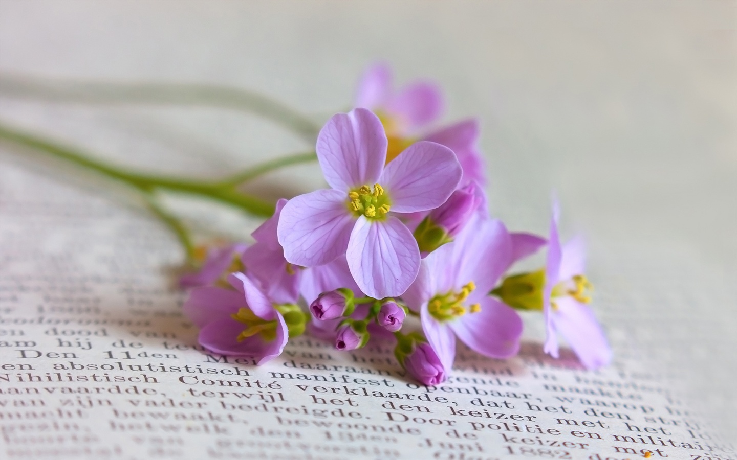 Book And Flowers - HD Wallpaper 