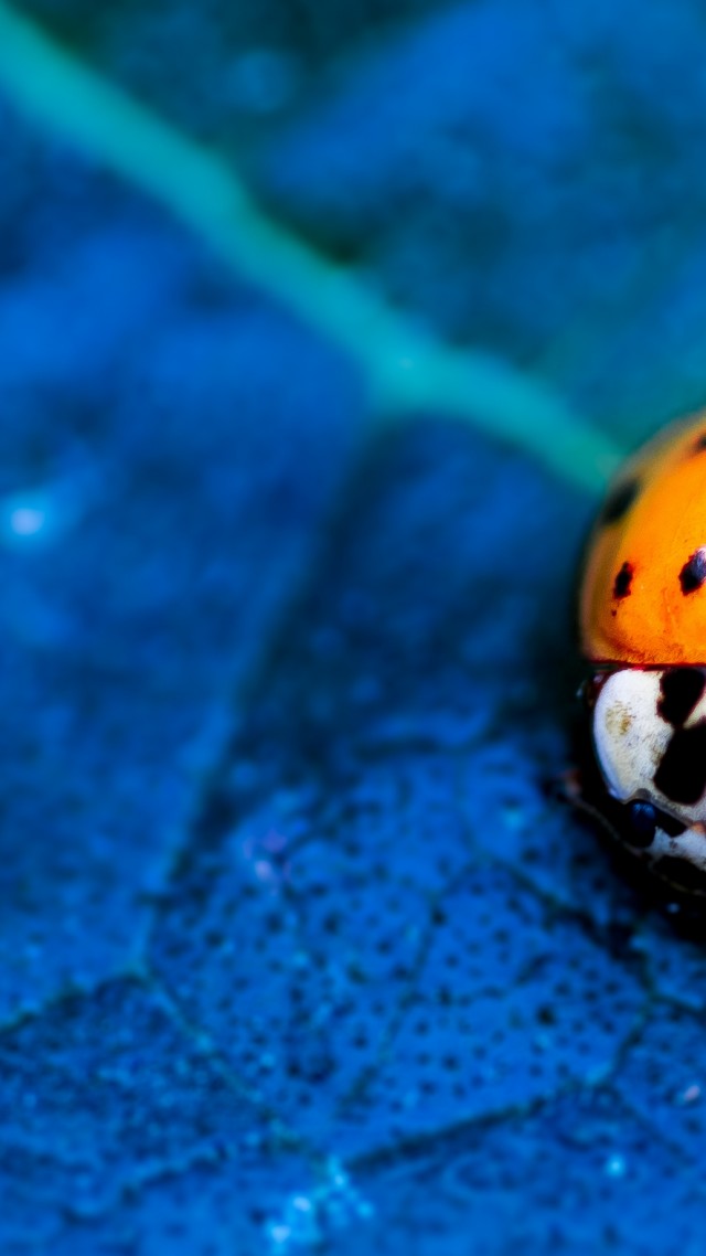 Ladybird, Beetle, Flower, Blue - Ladybug - HD Wallpaper 