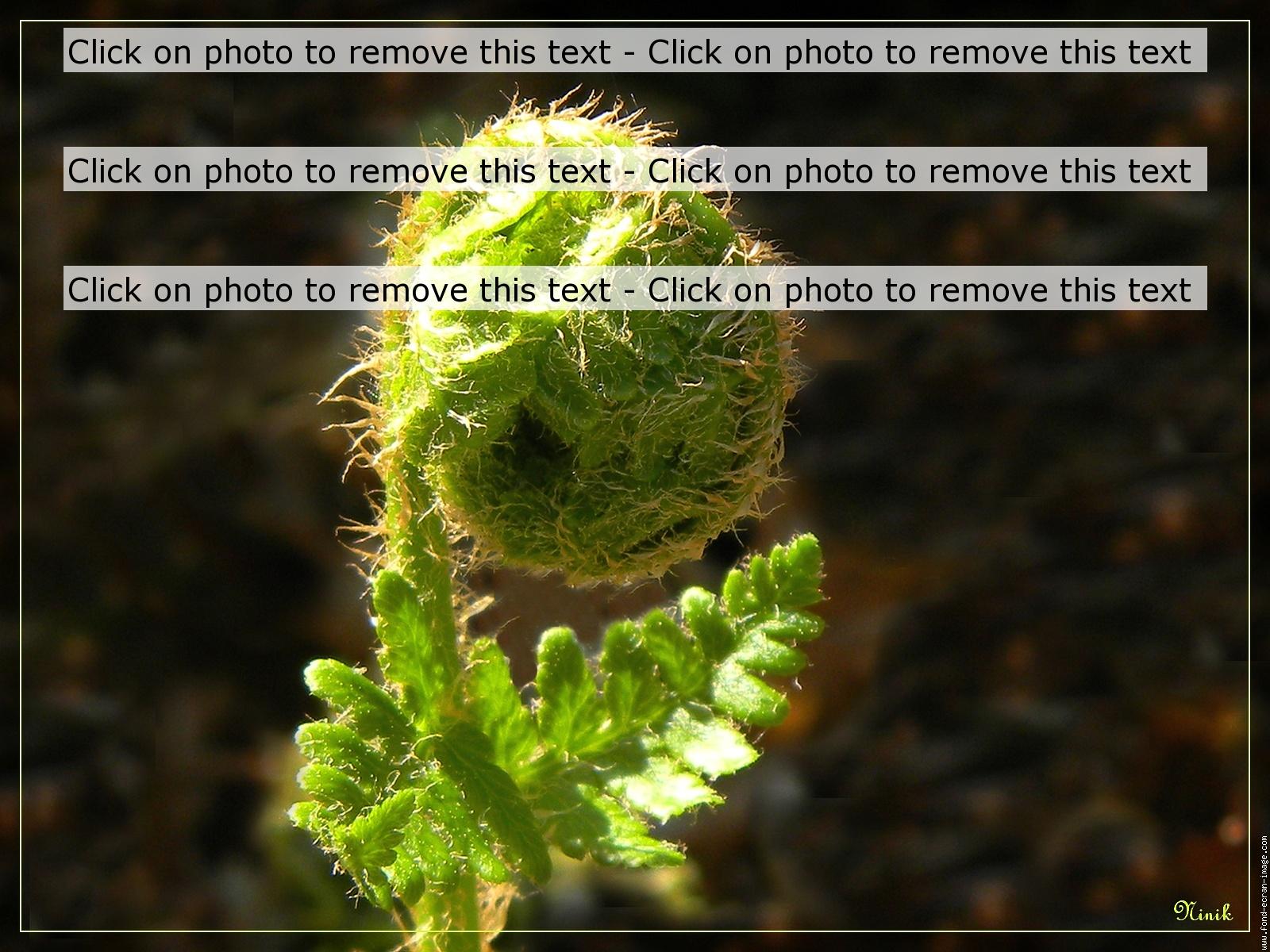 Fern Eagle Lacrosse 11d Huizingen 1 Cpf - Fern - HD Wallpaper 