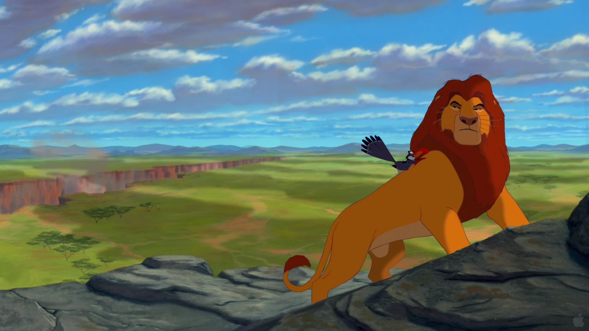 Simba In The Pride Lands - HD Wallpaper 