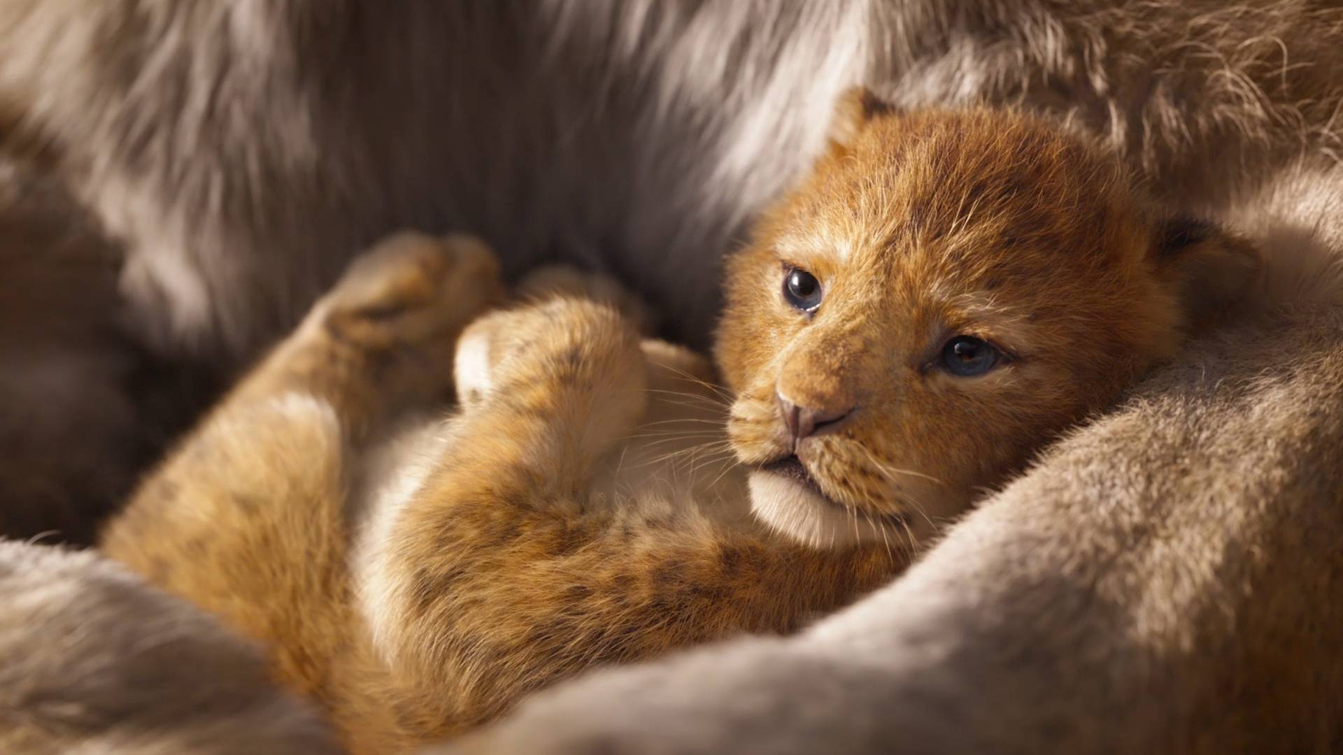 Live Action Lion King Nala - HD Wallpaper 