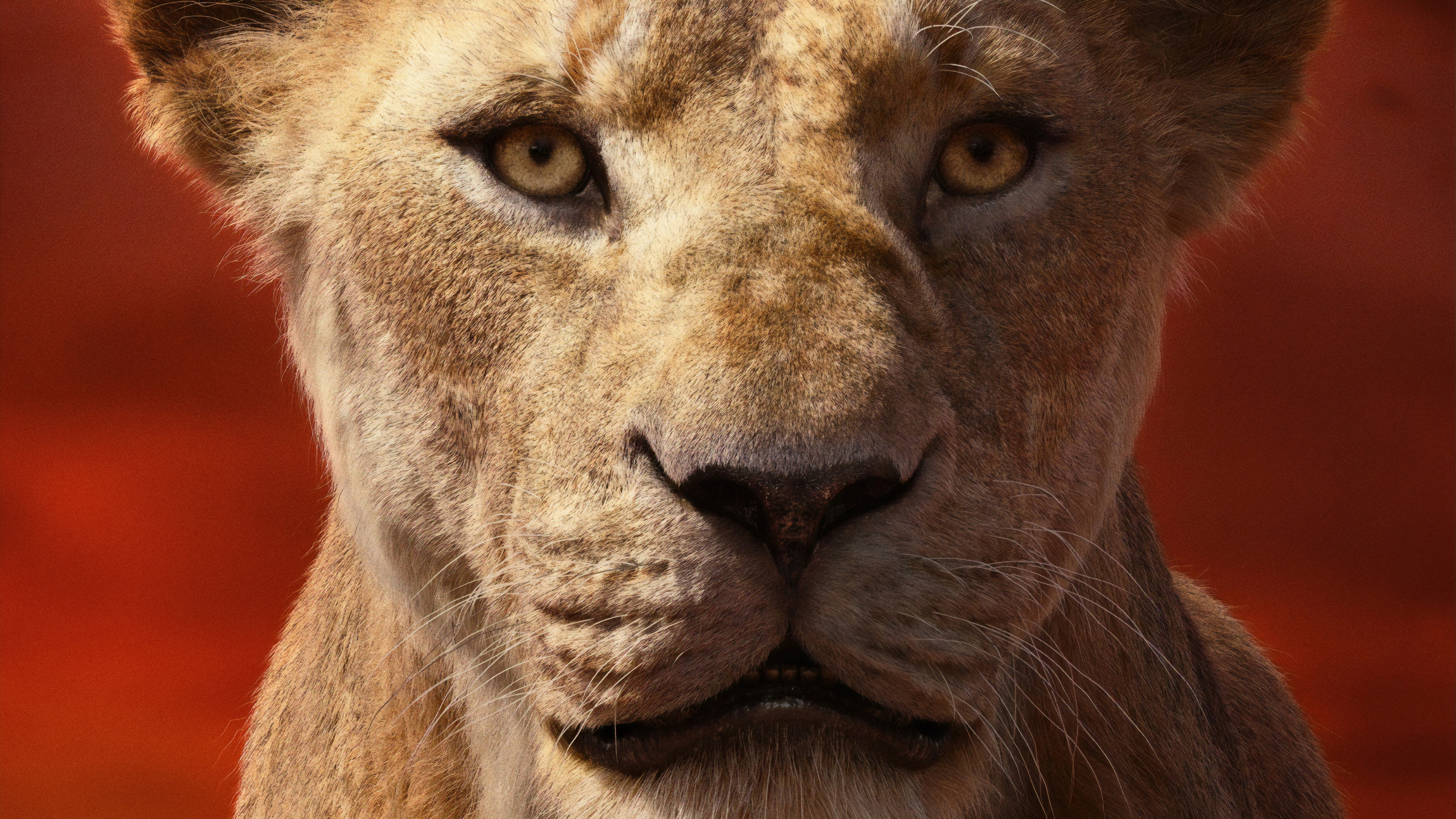 Lion King Live Action Sarabi - HD Wallpaper 