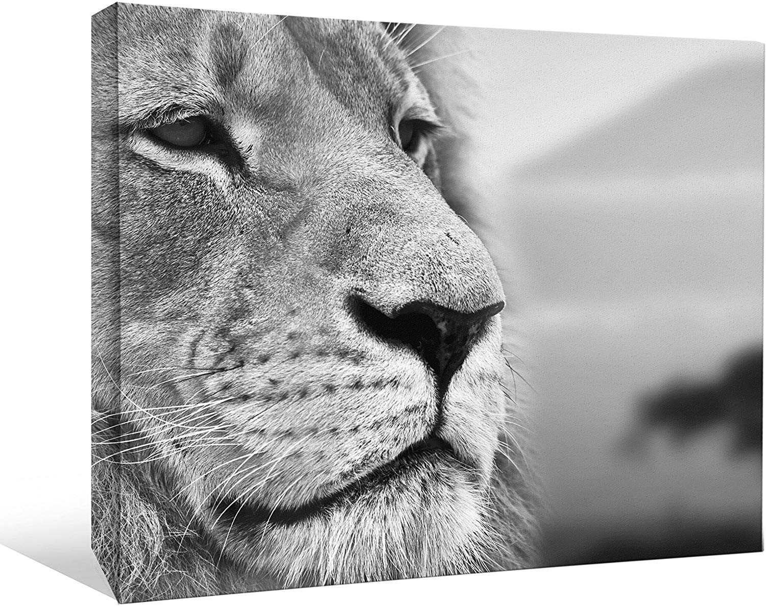 King Mufasa Simba Lion - HD Wallpaper 