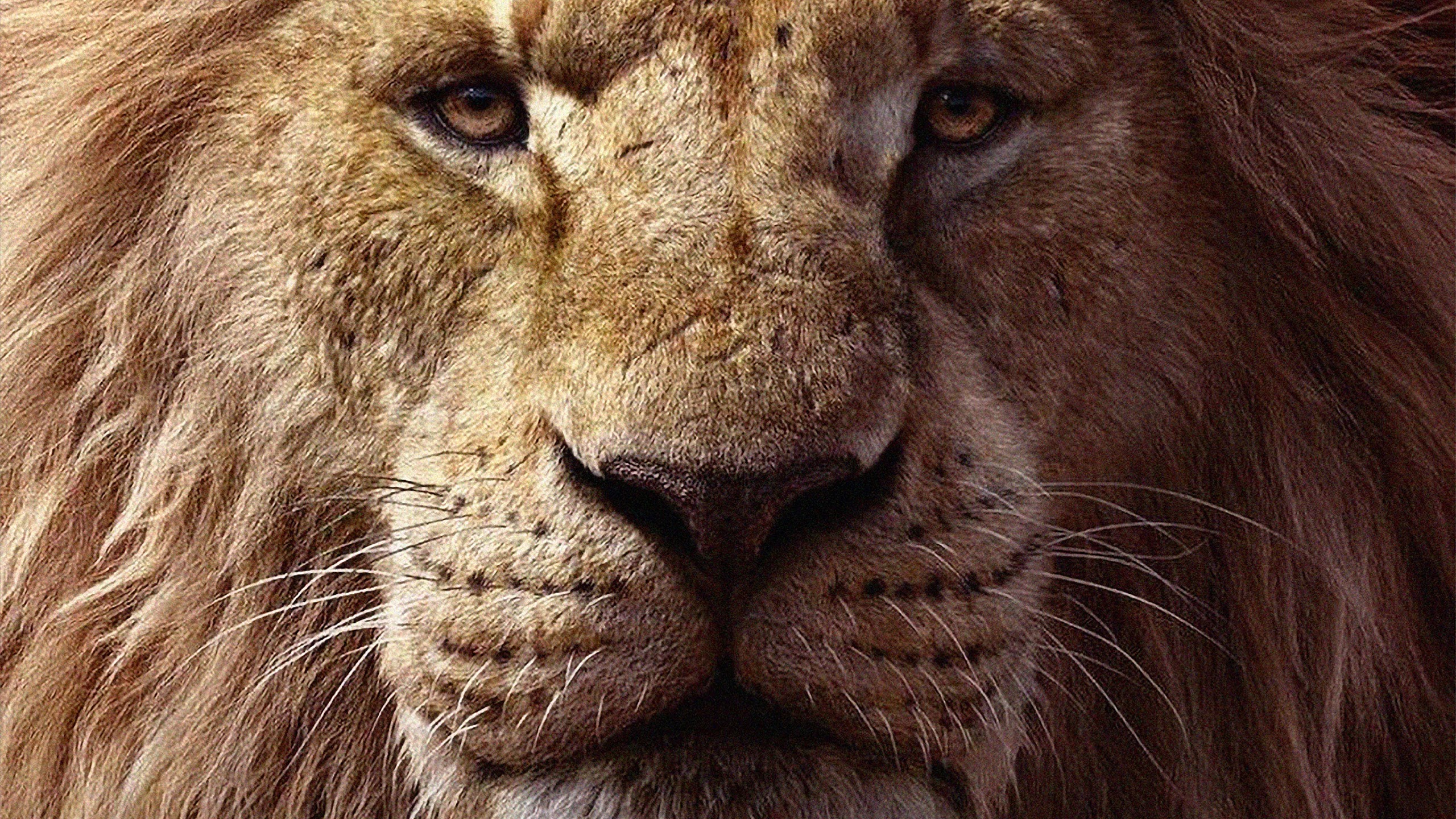 The Lion King, 2019, Mufasa, 4k, - HD Wallpaper 