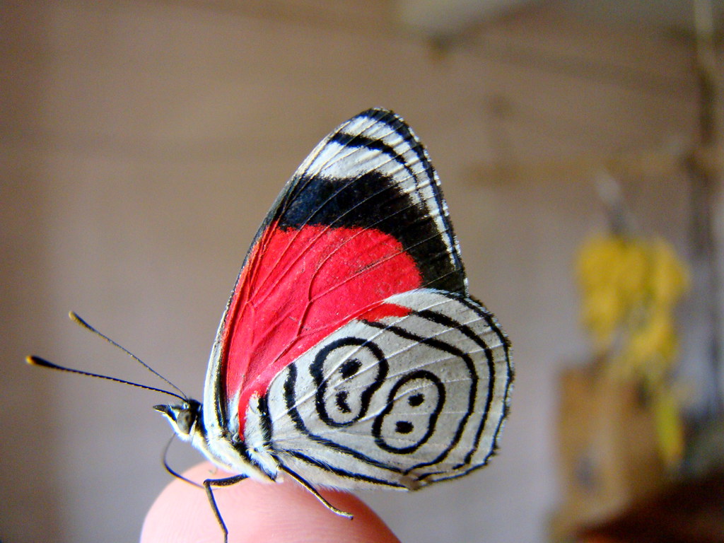Lycaenid - 1024x768 Wallpaper - teahub.io