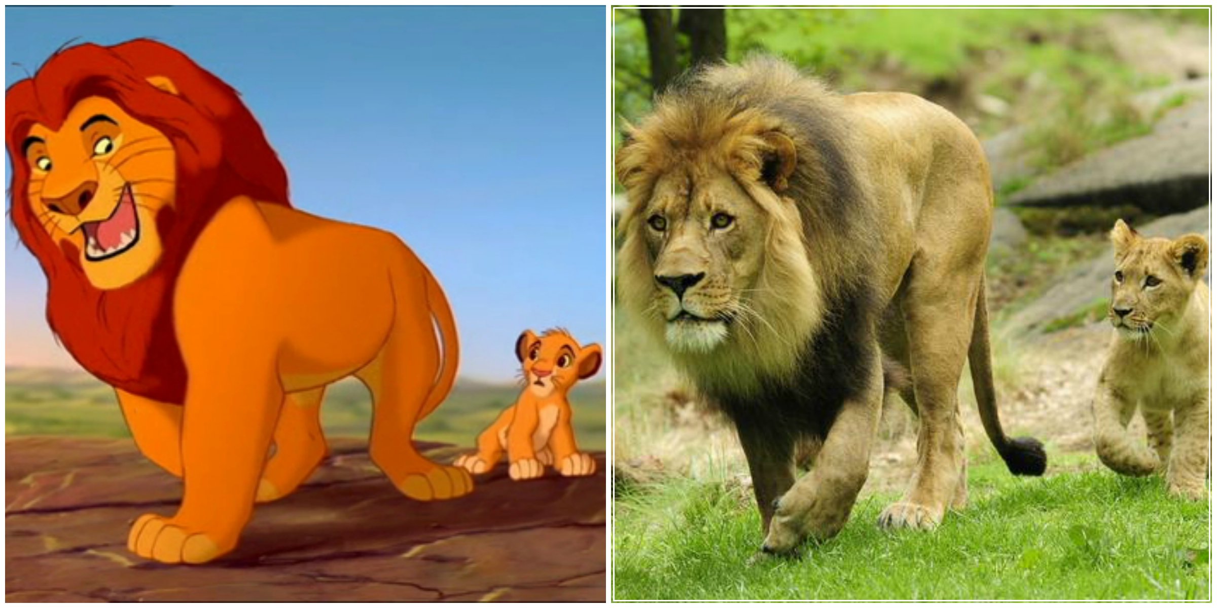 Mufasa And Simba - Everything The Light Touches Is Our Kingdom Gif - 2400x1200 Wallpaper Mufasa And Simba - Everything The Light Touches Is Our Kingdom Gif - 2400x1200 Wallpaper