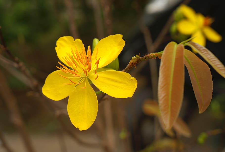 Golden Apricot, Mai Busty, Spring, Flowering Plant, - Evening Primrose Family - HD Wallpaper 