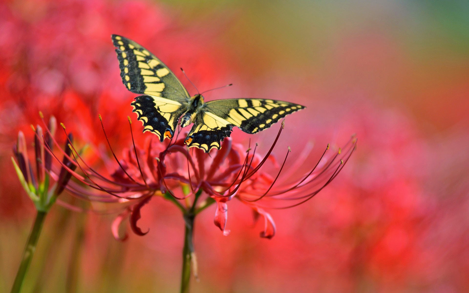 Papel De Parede Animal Borboleta Na Flor Animal Wallpaper - Butterfly A3 Size Hd - HD Wallpaper 