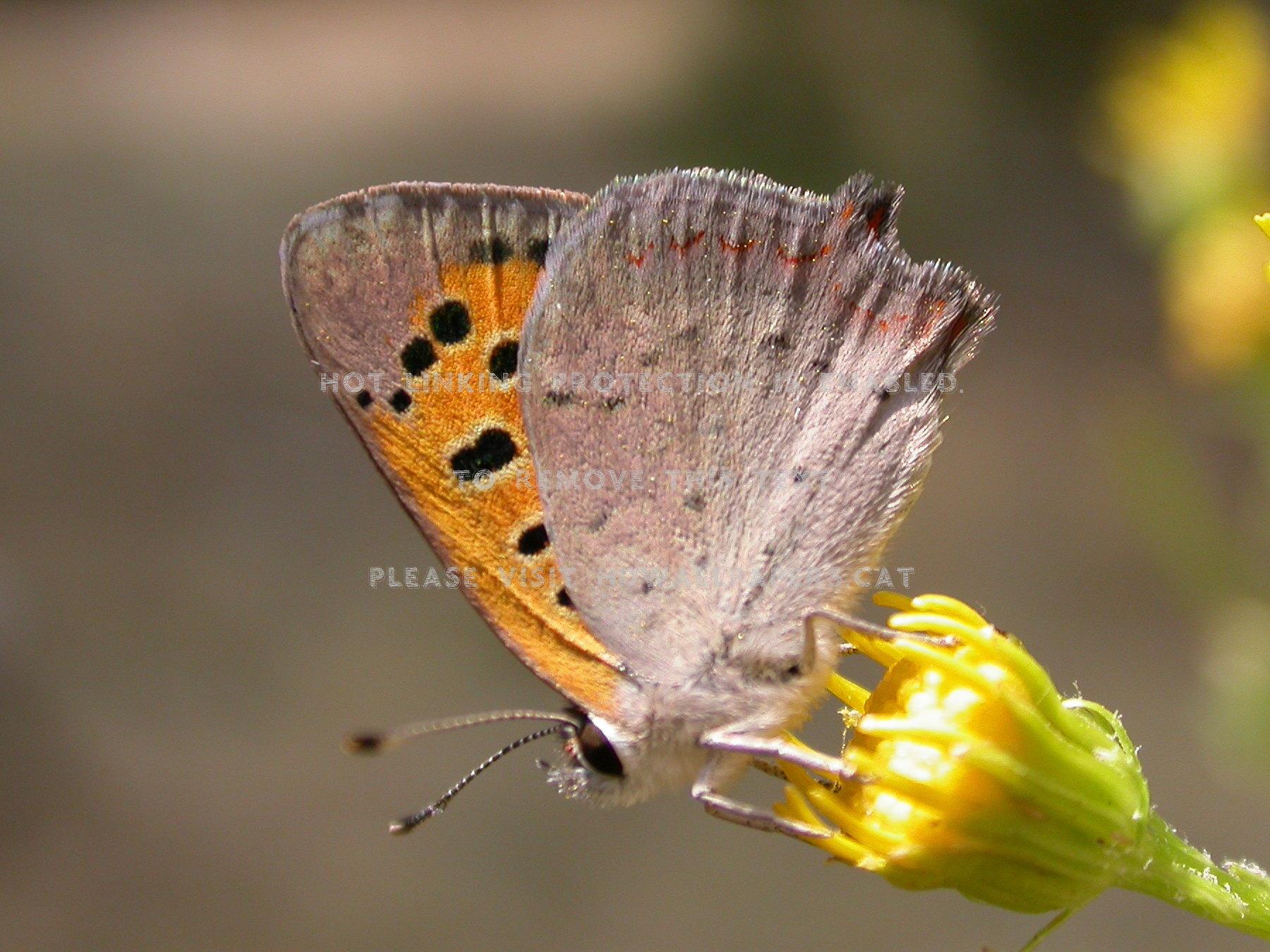 Borboleta Fauna Flor Flora Animal Natureza - Familia Lycaenidae - HD Wallpaper 