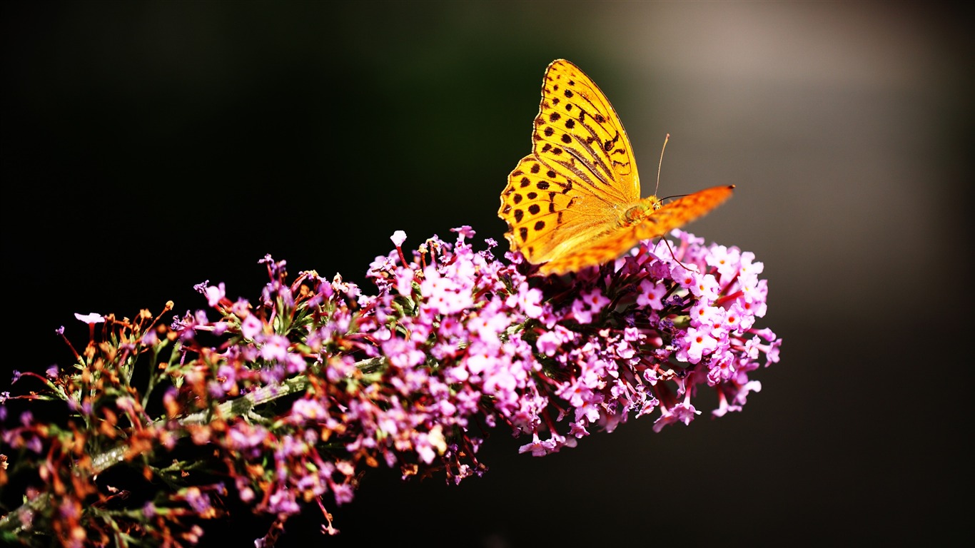 Borboleta No Jardim Botânico - Butterfly Wallpaper 4k - HD Wallpaper 