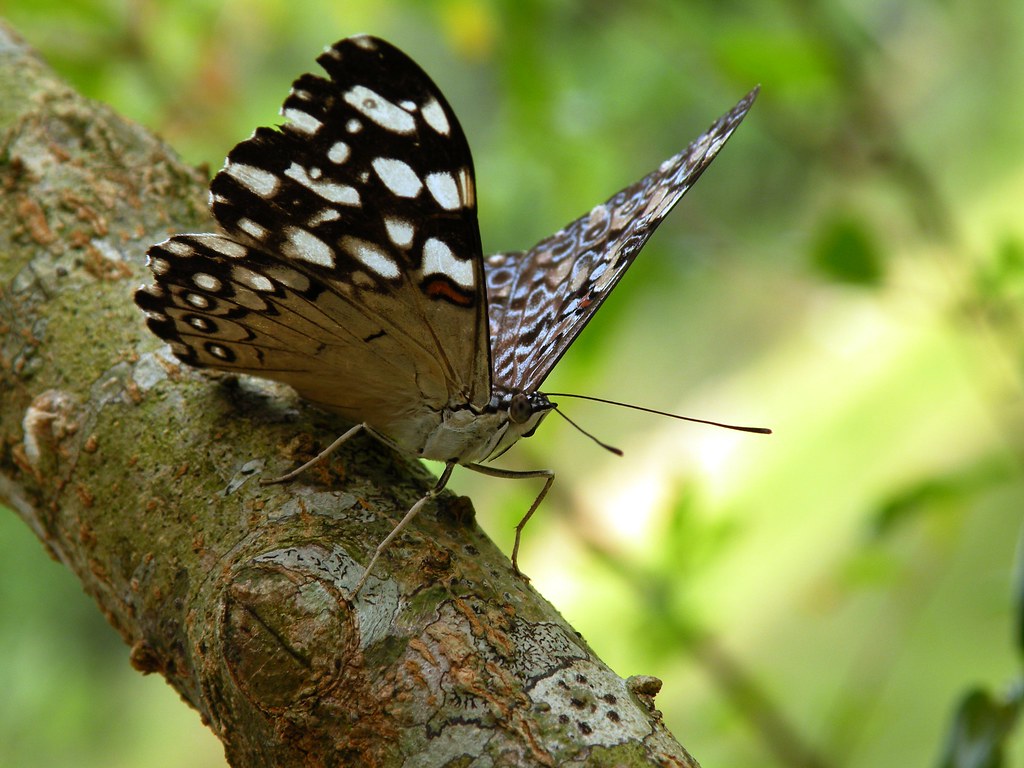 Grizzled Skipper - HD Wallpaper 