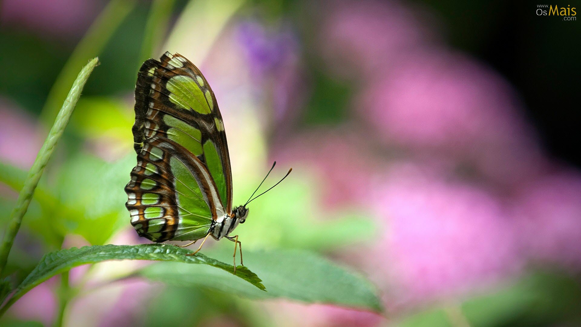 Green Butterfly On Flower - HD Wallpaper 