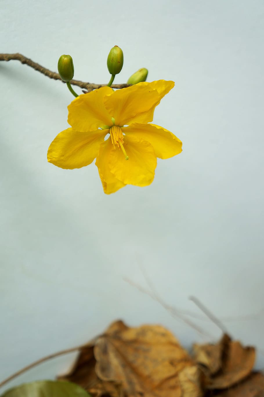 Leopard, Yellow Flowers, Mai Busty, Flowering Plant, - Primula - HD Wallpaper 